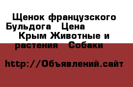 Щенок французского Бульдога › Цена ­ 15 000 - Крым Животные и растения » Собаки   